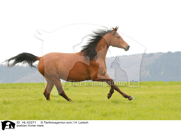 arabian horse mare / HL-02271