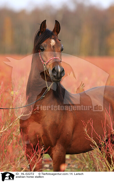arabian horse stallion / HL-02272