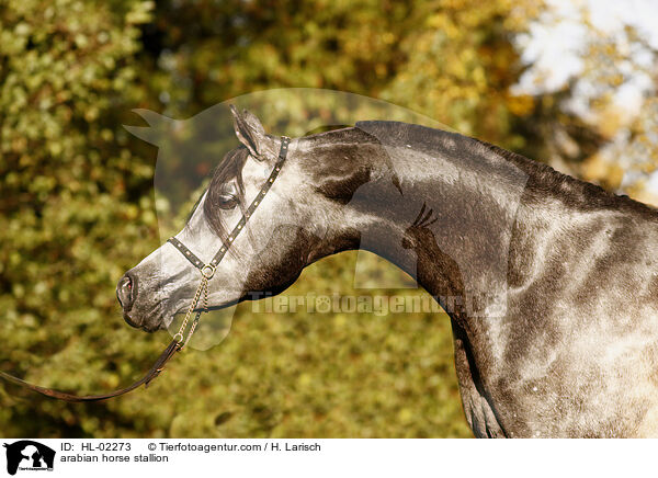 arabian horse stallion / HL-02273