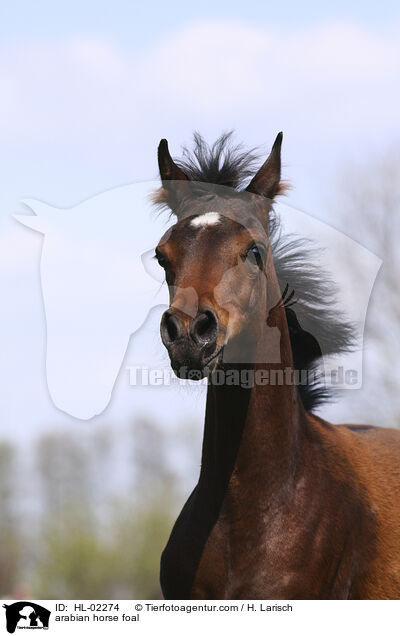 arabian horse foal / HL-02274