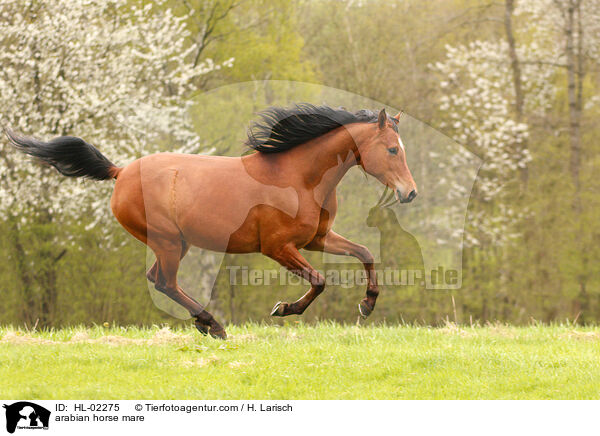 arabian horse mare / HL-02275