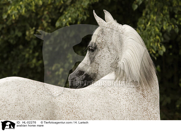 Araber Stute / arabian horse mare / HL-02276