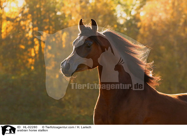 Araber Hengst / arabian horse stallion / HL-02280