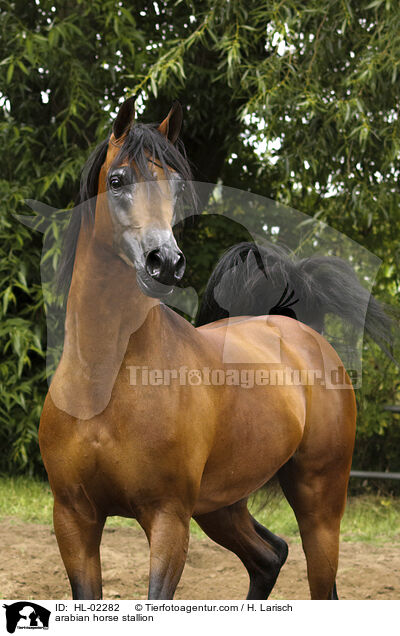 arabian horse stallion / HL-02282