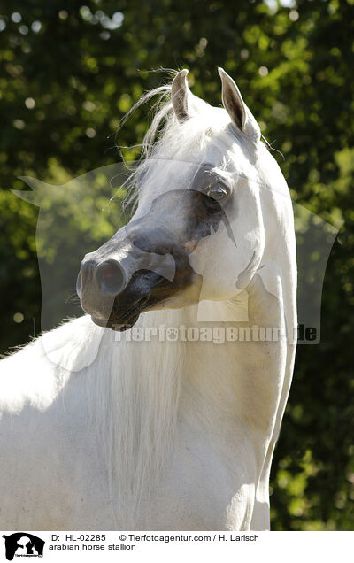 arabian horse stallion / HL-02285