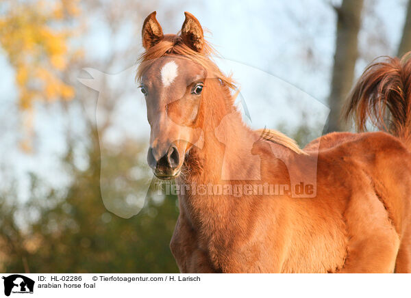 arabian horse foal / HL-02286