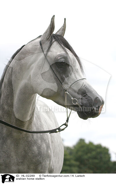 arabian horse stallion / HL-02289
