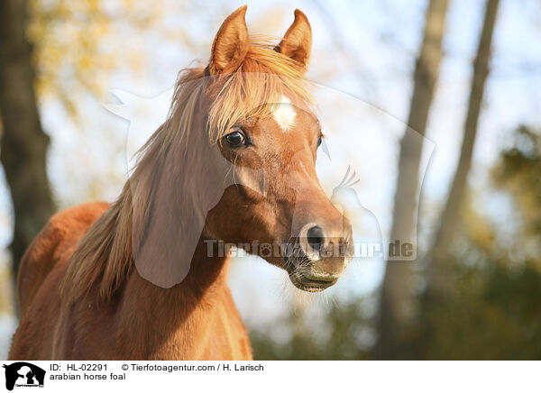 Araber Fohlen / arabian horse foal / HL-02291
