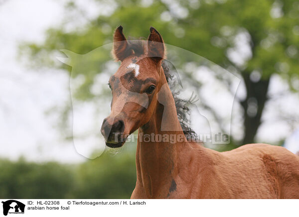 Araber Fohlen / arabian horse foal / HL-02308