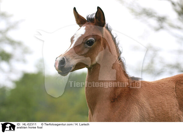 Araber Fohlen / arabian horse foal / HL-02311