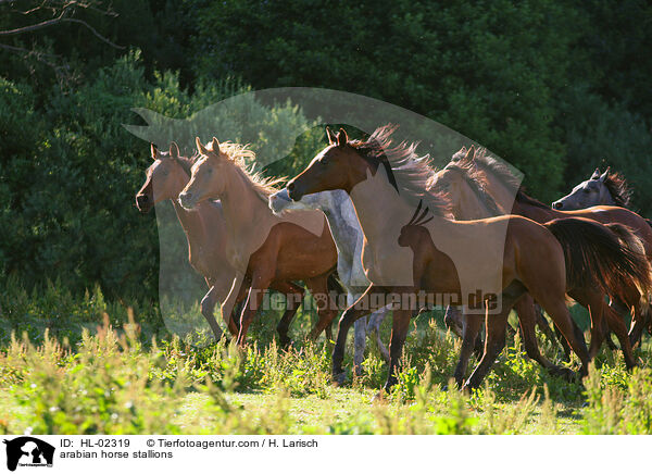 arabian horse stallions / HL-02319
