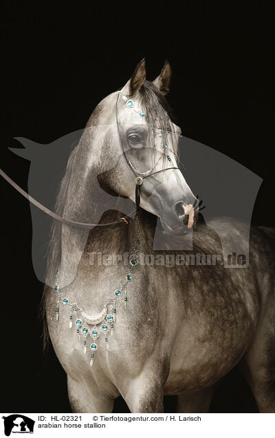 arabian horse stallion / HL-02321