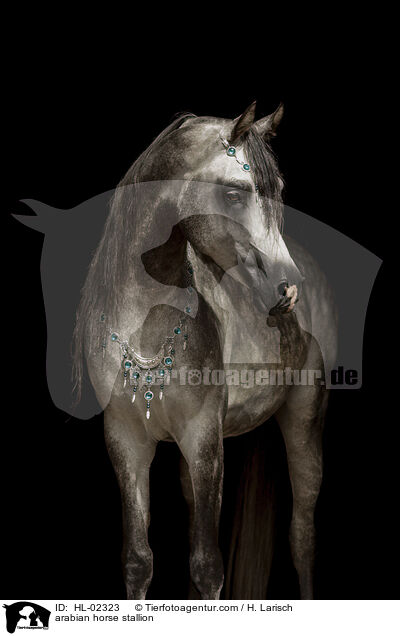 arabian horse stallion / HL-02323