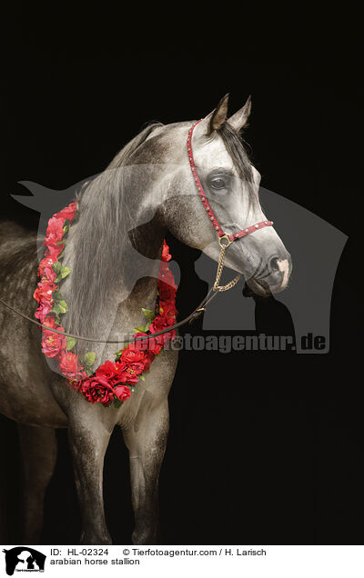 arabian horse stallion / HL-02324