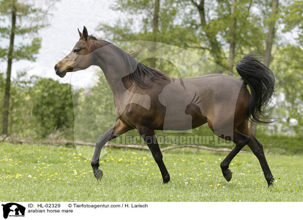 Araber Stute / arabian horse mare / HL-02329