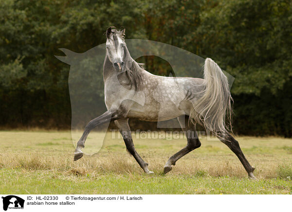 arabian horse stallion / HL-02330