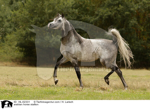 arabian horse stallion / HL-02331