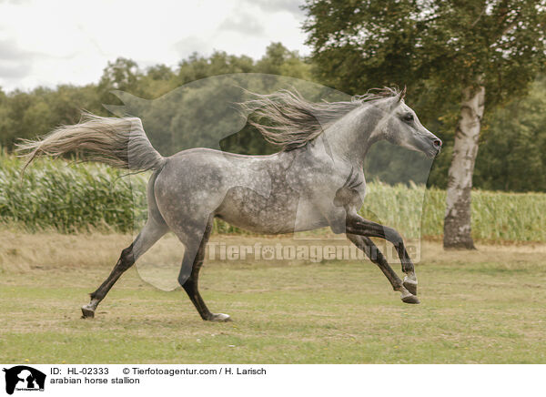 arabian horse stallion / HL-02333