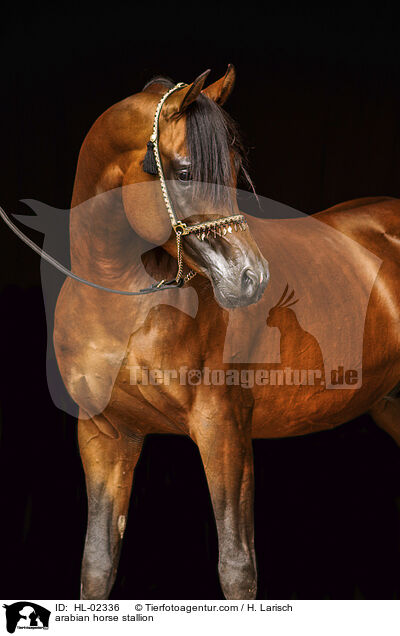 arabian horse stallion / HL-02336