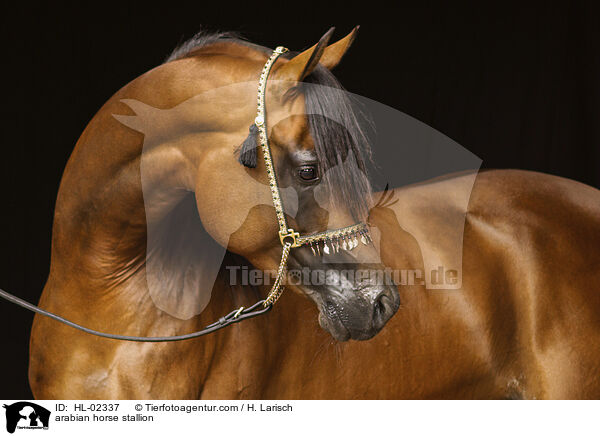 Araber Hengst / arabian horse stallion / HL-02337