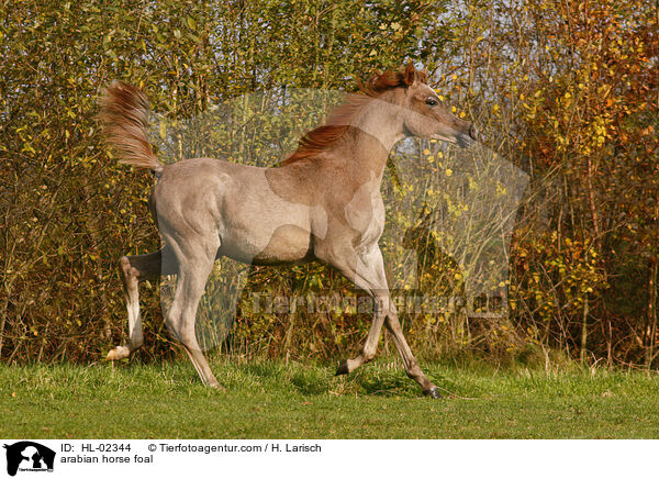 arabian horse foal / HL-02344