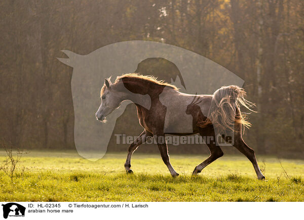 arabian horse mare / HL-02345