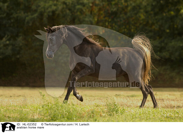 arabian horse mare / HL-02352