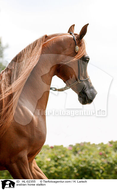 arabian horse stallion / HL-02355