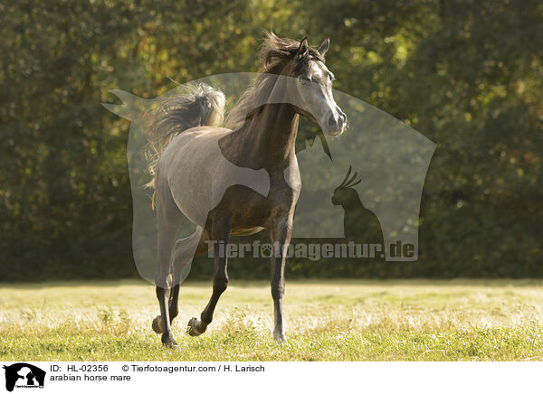 Araber Stute / arabian horse mare / HL-02356