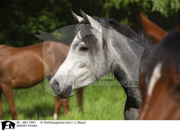 Araber / arabian horses / JM-11561