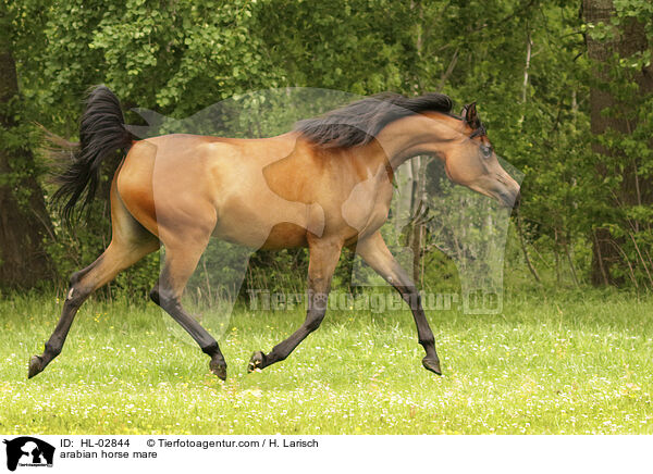 Araber Stute / arabian horse mare / HL-02844