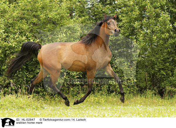Araber Stute / arabian horse mare / HL-02847