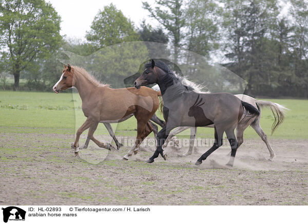 Araber Stuten / arabian horse mares / HL-02893