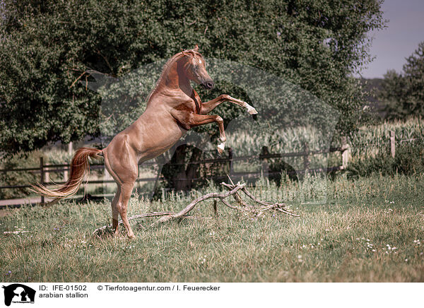 Araber Hengst / arabian stallion / IFE-01502