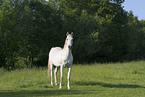 arabian horse