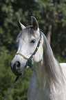 Arabian Horse