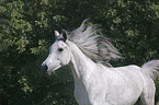 Arabian Horse