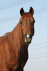 Arabian Horse