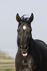 black arabian horse