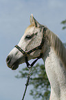 arabian horse