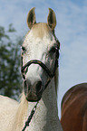 arabian horse