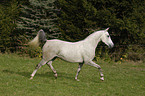 trotting arabian horse