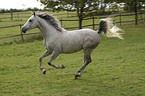 galloping arabian horse