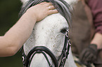 arabian horse