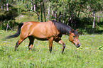 walking arabian horse