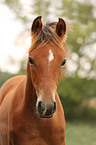 arabian horse foal