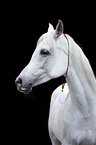 arabian horse portrait