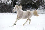 running arabian horse