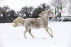 running arabian horse