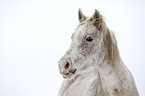 Arabian Horse Portrait